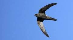 Koja ptica može letjeti duže od svih bez odmora?